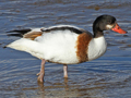 Common Shelduck